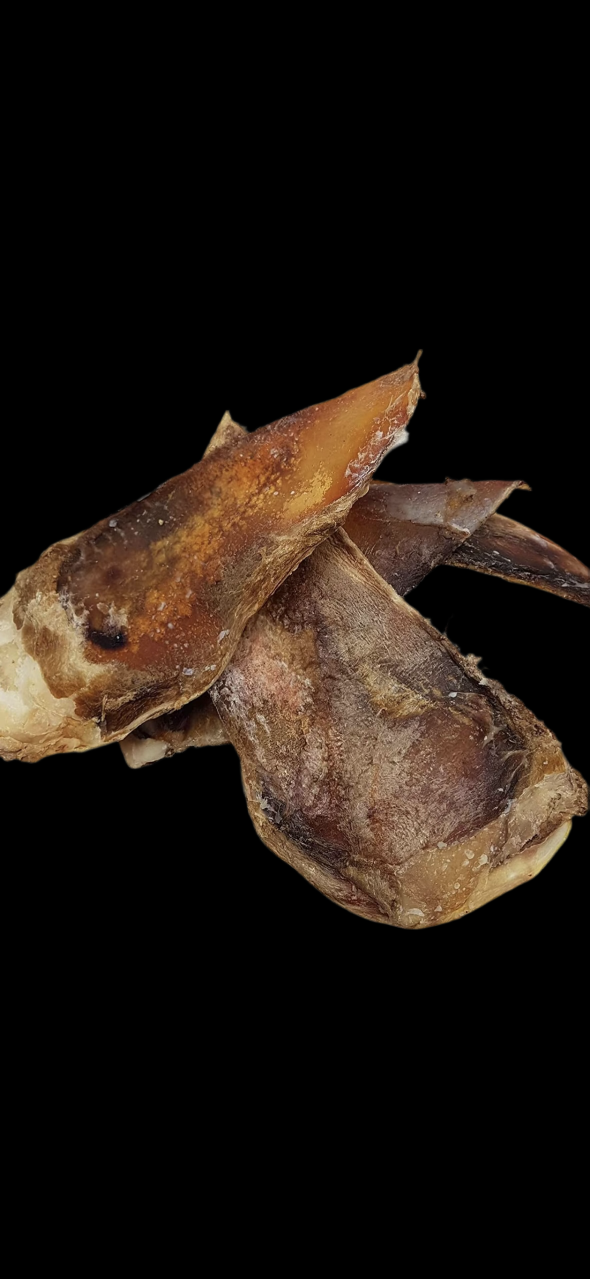 Moon Bone- Beef Cartilage 1pc