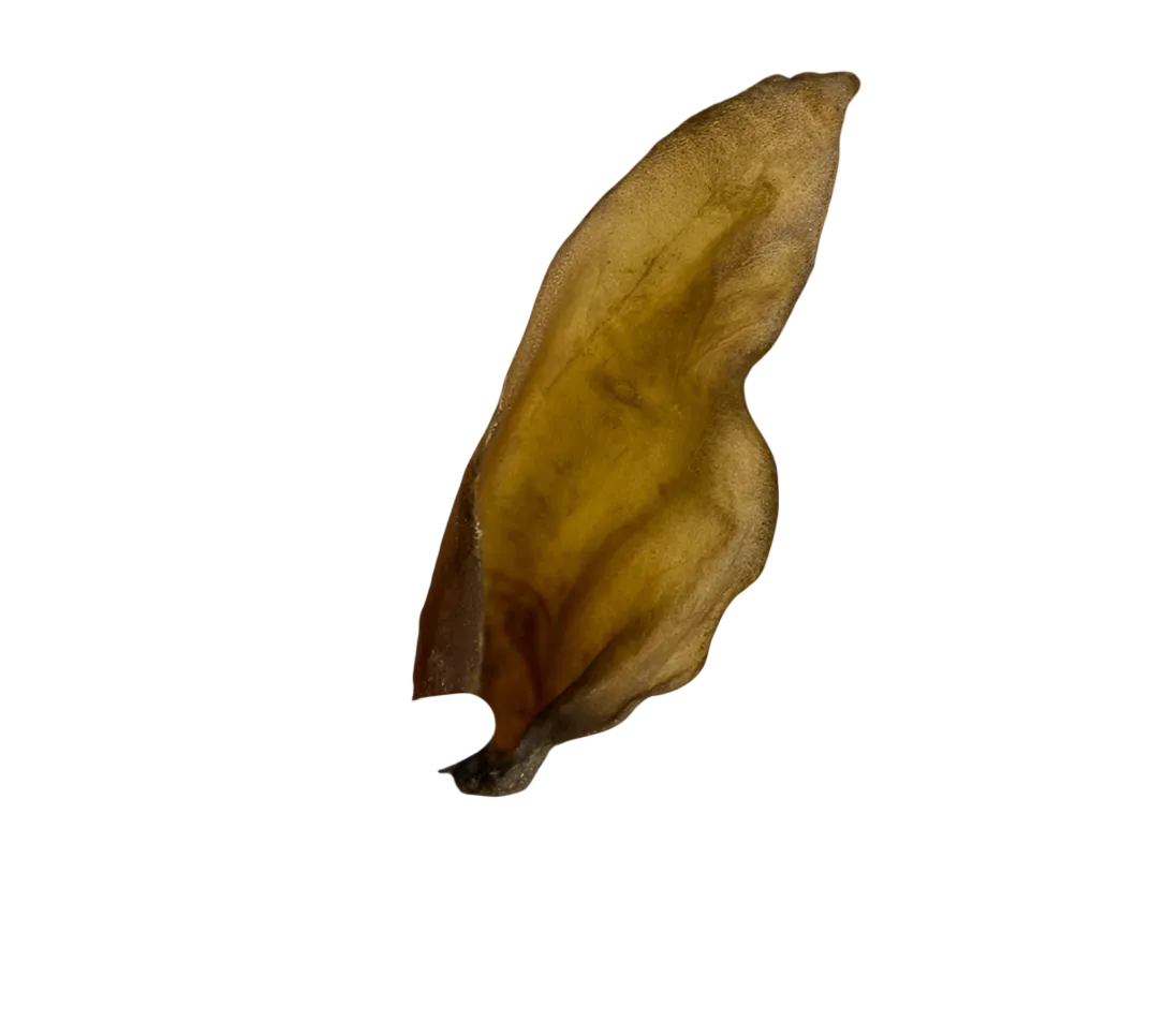 Large Hairless Buffalo Ear 1pc