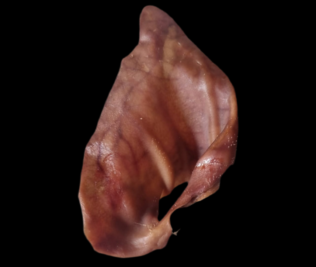 Large Pig Ear 1pc