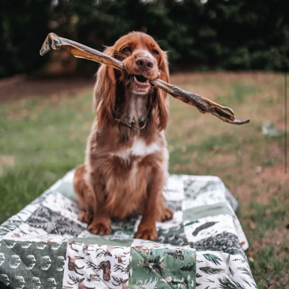 Anco Naturals Giant Deer Stick