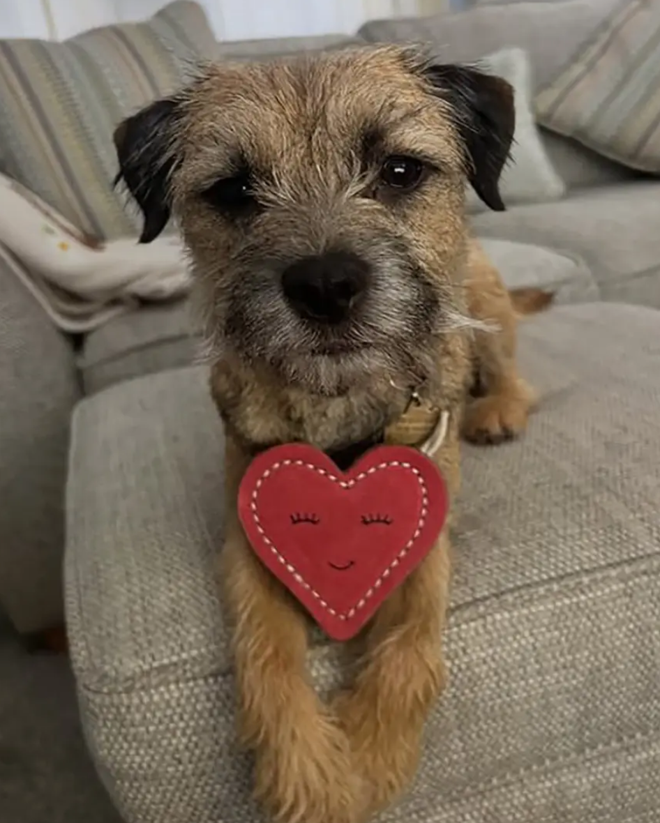 Tallulah Truelove, Eco Dog Toy