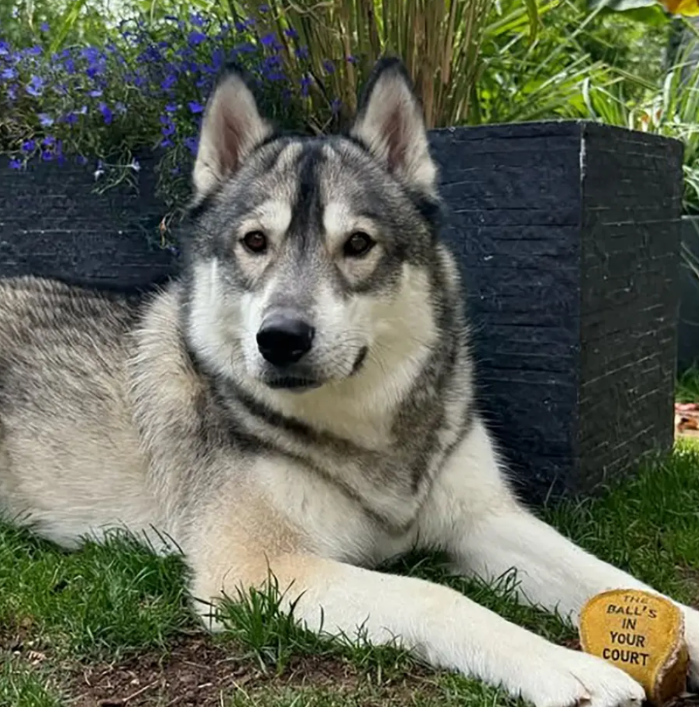 Balls in your Court, Eco Dog Toy