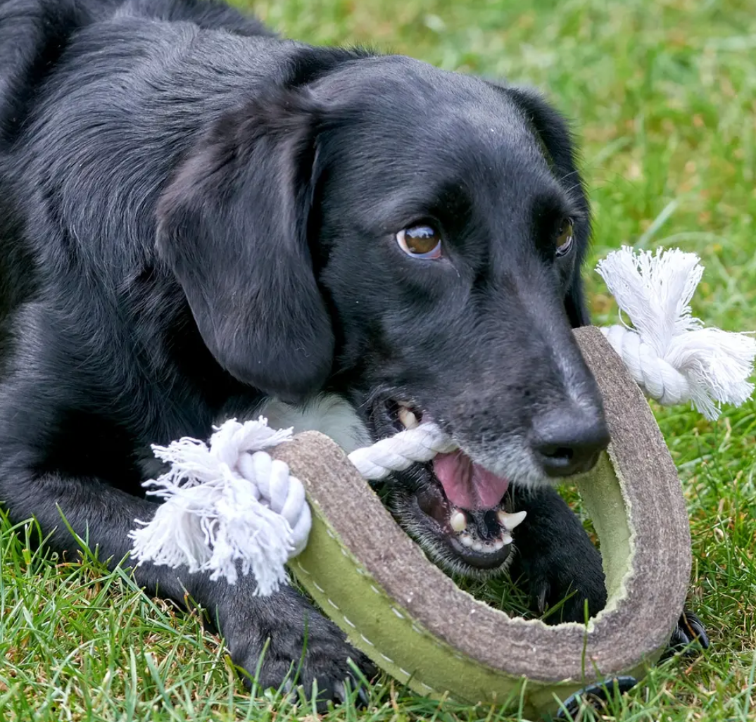 Push Me, Pull Me, Eco Dog Toy