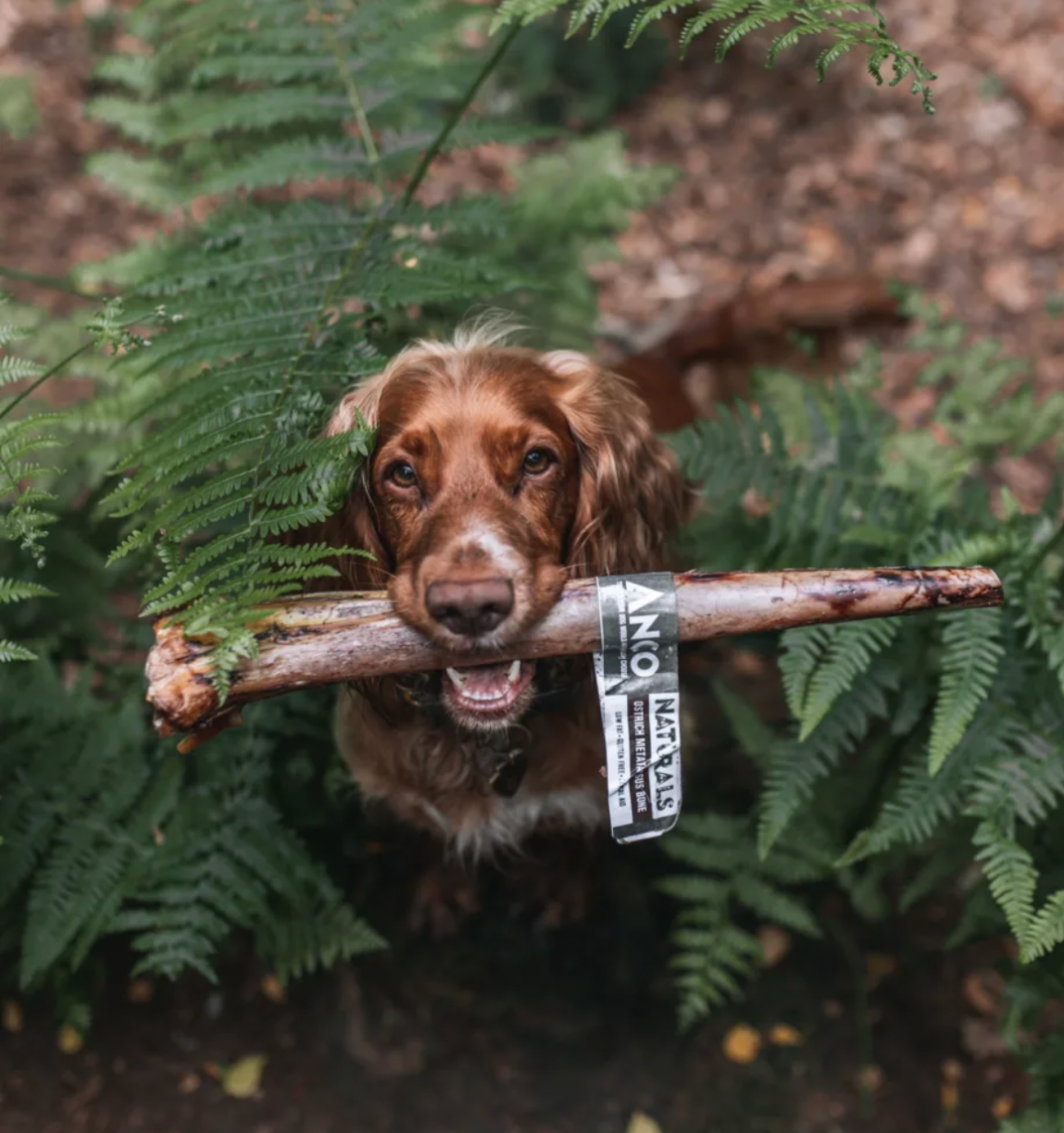 Anco Naturals Ostrich
Metatarsus Bone