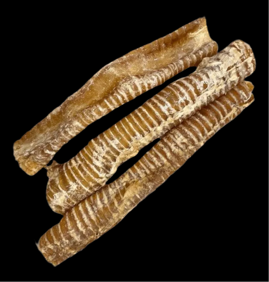 Buffalo Trachea 1pc