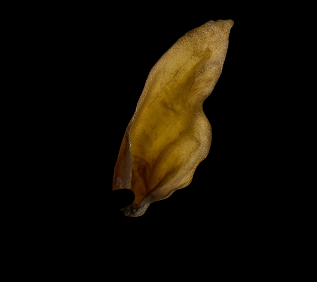 Large Hairless Buffalo Ear 1pc