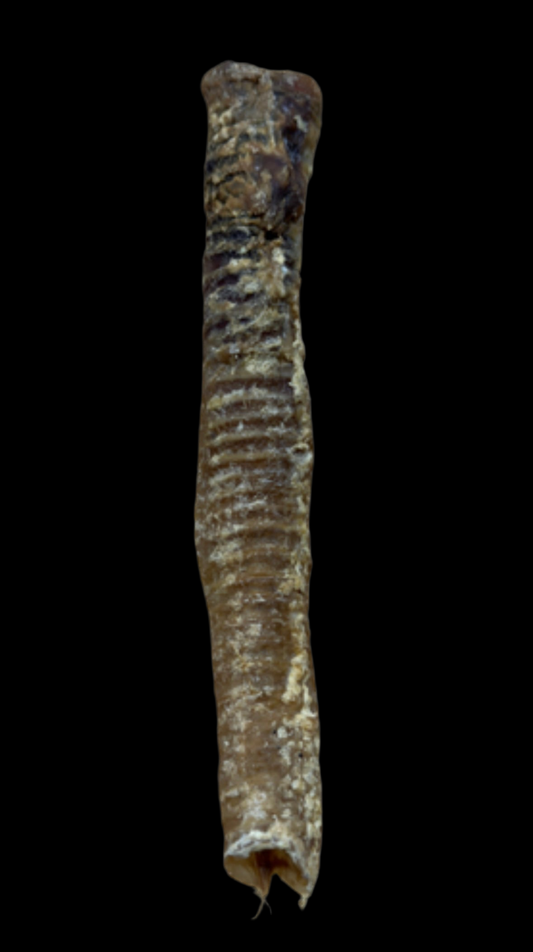 Lamb trachea 1pc