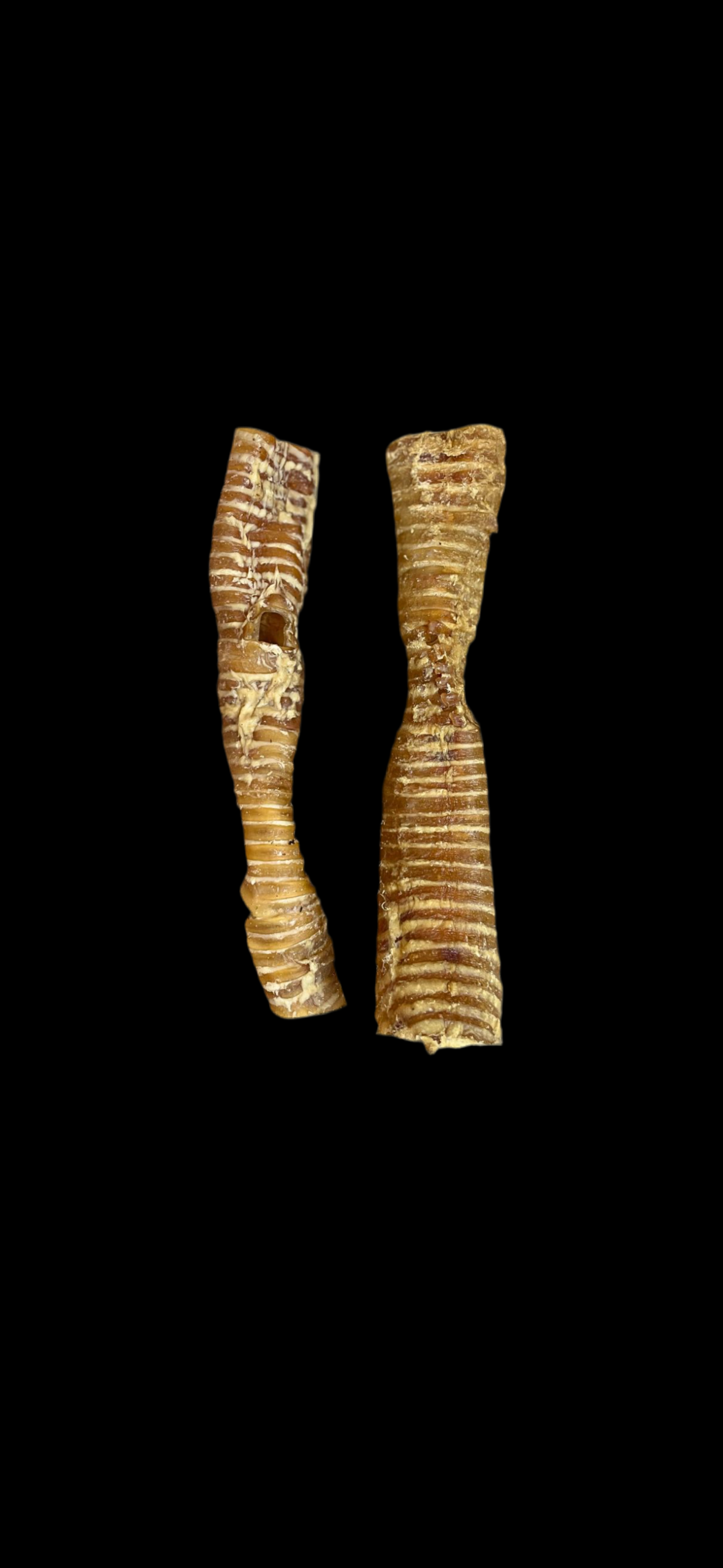 Buffalo Trachea 1pc